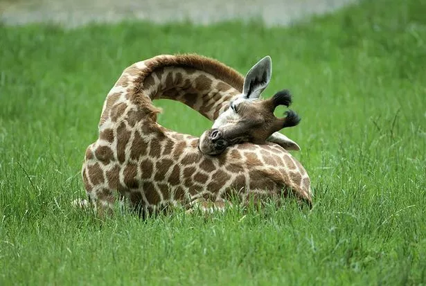 Sleeping-giraffes.jpg