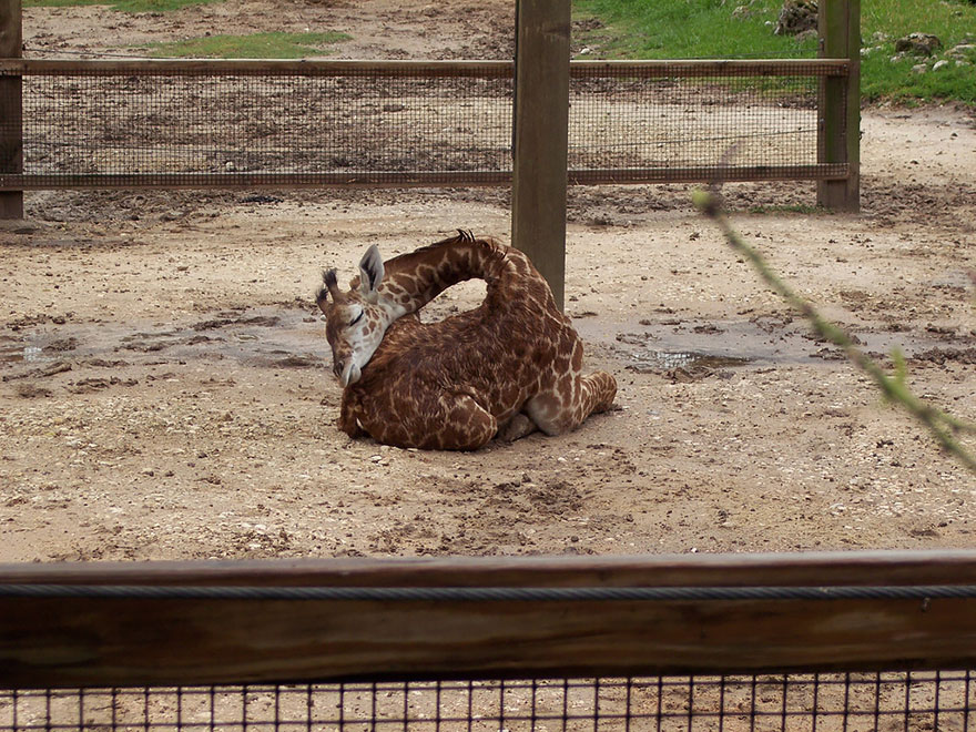 sleeping-giraffes-3__880.jpg