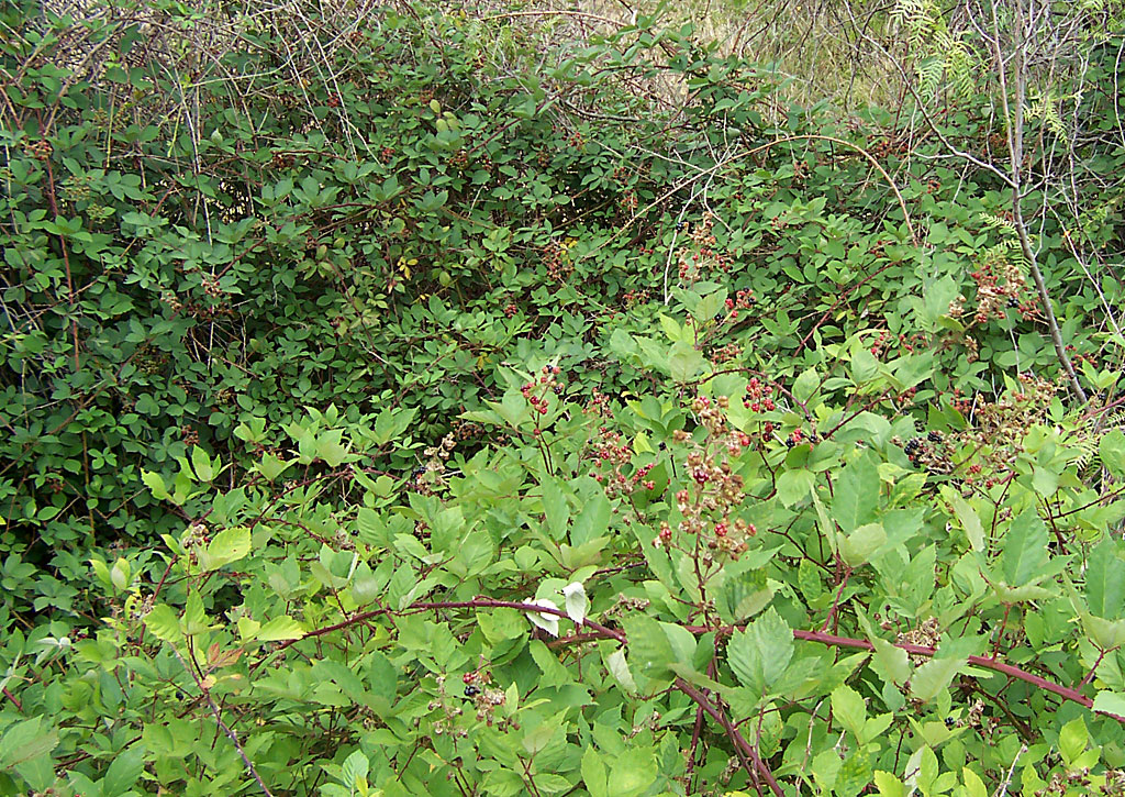 Blackberry_bush.jpg