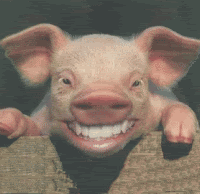 laughingpigphoto.gif