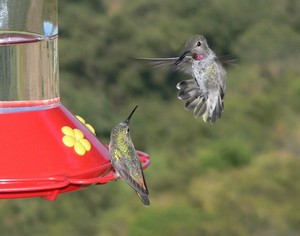 hummingbird_feeder.jpg