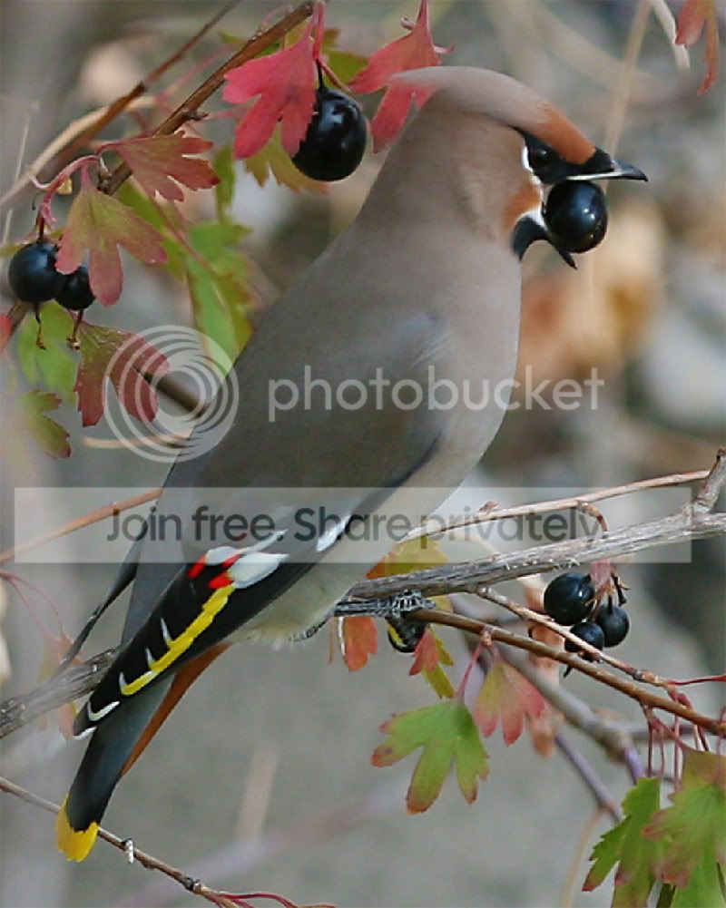 copywaxwing.jpg