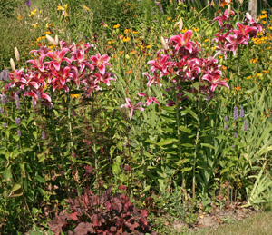 Stargazer-bloomimg.jpg