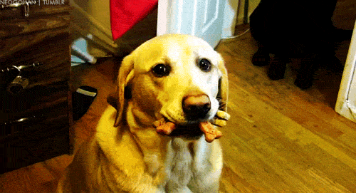 tumblr_lqtpwpmRb51qcfgllo1_r1_500.gif