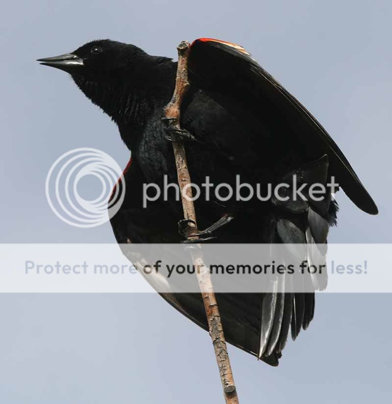 redwingedblackbird.jpg