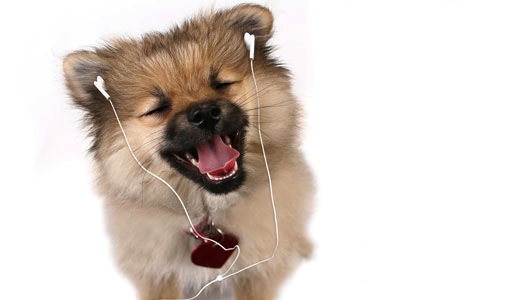 dog-with-ipod-earplugs.jpg