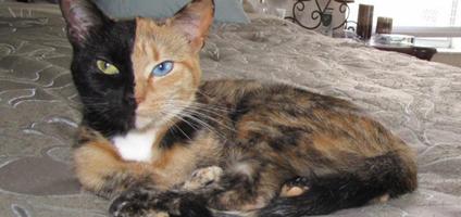 venus-chimera-cat-hero.jpg
