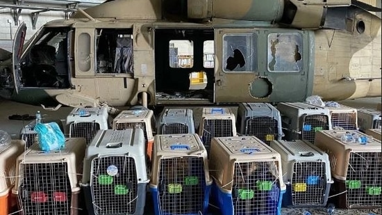 dogs_1630462950890_1630462956295.JPG