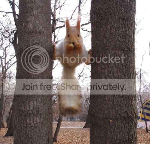 squirrel-on-two-trees.jpg