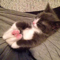 little_guy_sleeping_in_lap.gif