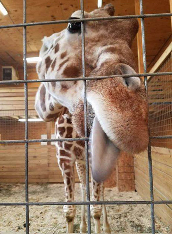 April-the-giraffe-861709.jpg