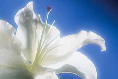 flower-pix.jpg