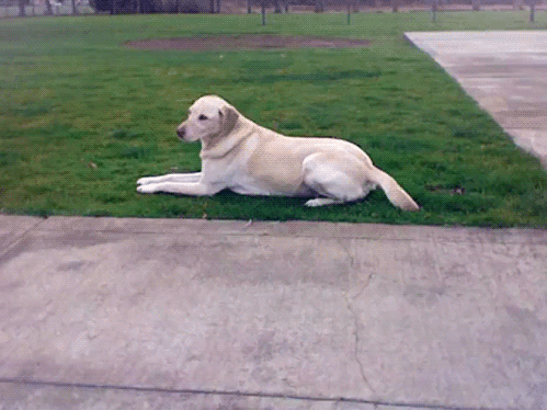tumblr_inline_mk2tl4a1ep1qz4rgp.gif