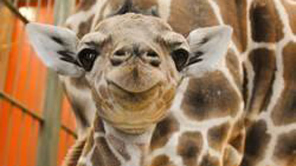 giraffe3-jpg.111635