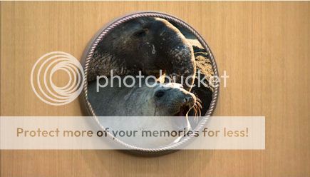 seals_02_zpsb2df634d.jpg