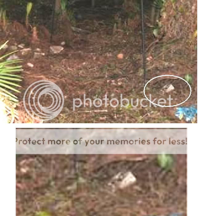 PhotoinClearing.jpg