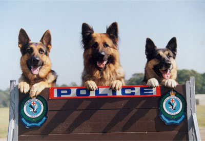 14_3_dogs.jpg