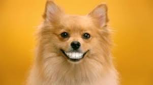 grinning+dog.jpeg