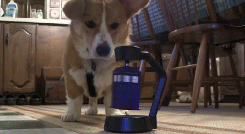 tumblr_m63nc1KBB21qzrlhgo4_250.gif