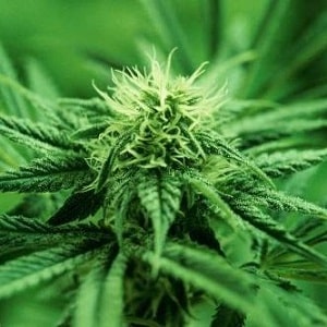theweedblog.com