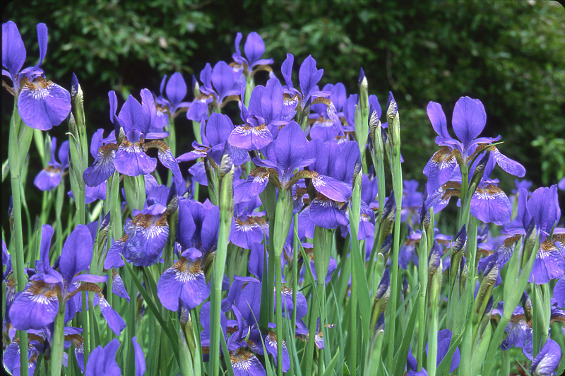 purple_irises.jpg