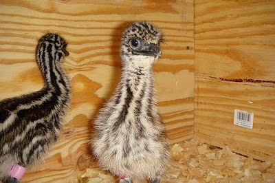 emu!.jpg
