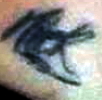 wrangle_desiray_tattoo2.jpg