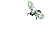 Imagen-animada-Mosca-20.gif