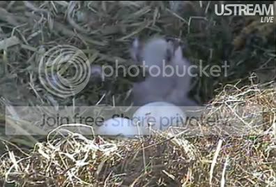 babyeagle.jpg