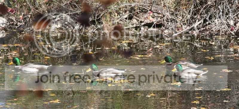 mallards.jpg