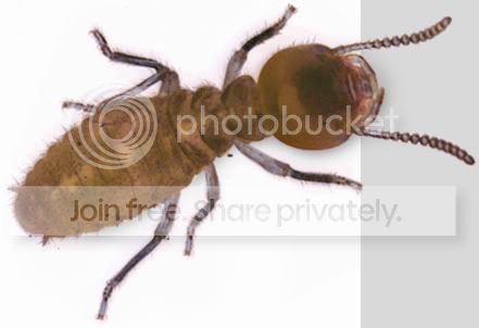 termite3.jpg