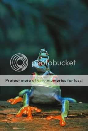 redeyedtreefrogs.jpg