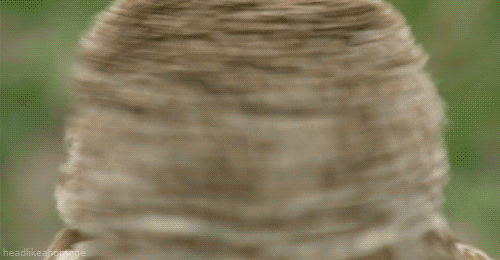 tumblr_m0sle9oXnh1r4zr2vo1_500.gif