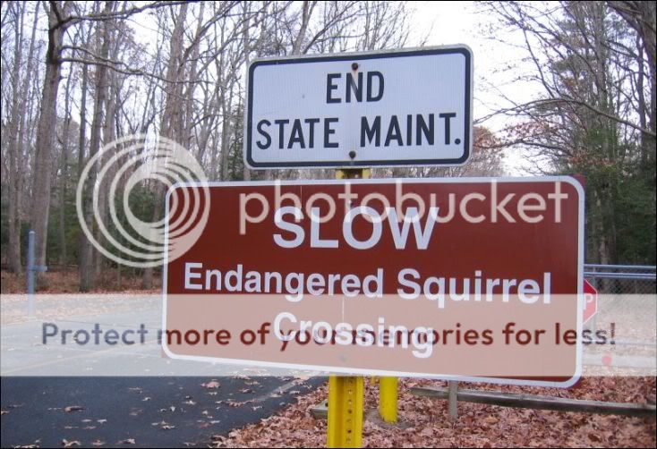 squirrelxing.jpg