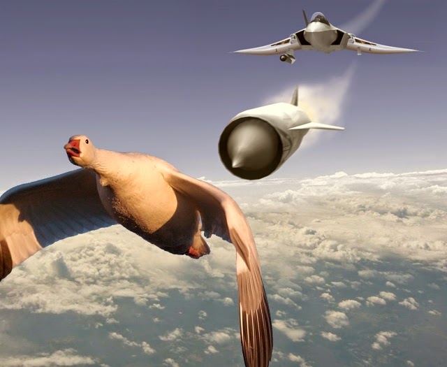 CookedGoose.jpg