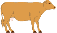 animated-cow-image-0053.gif