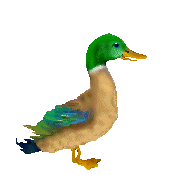 animated-duck-image-0035.gif