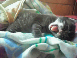 tumblr_lzv353M4Z71rnb761o3_250.gif