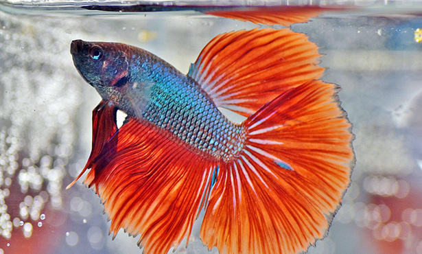 pc-keller-betta.jpg