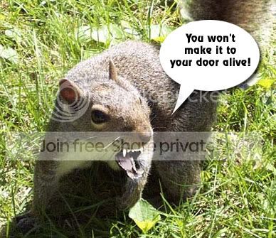 dans_squirrel.jpg