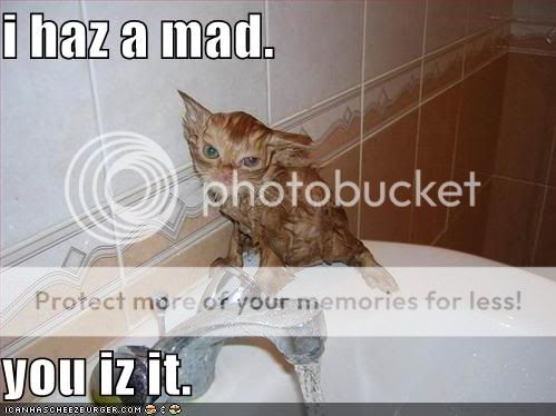 wet-mad-cat-sink.jpg