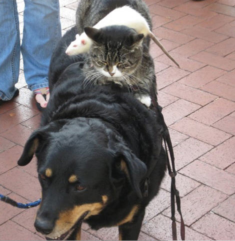 dogsandcats2.jpg