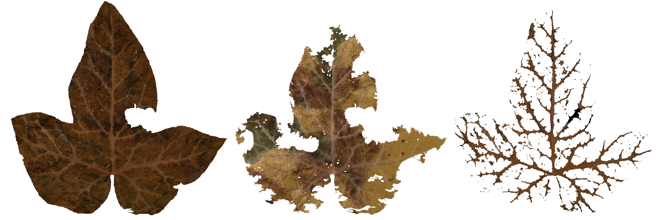 leaves.jpg
