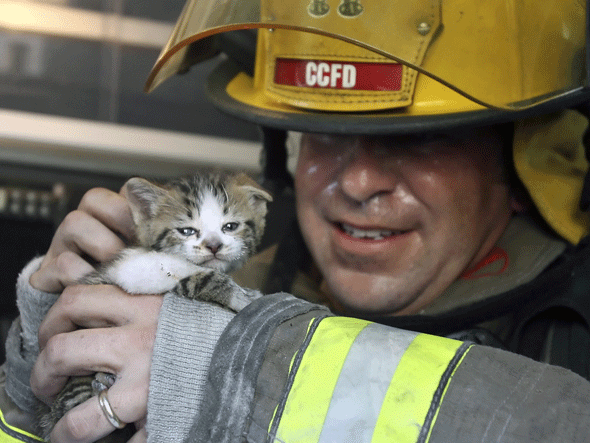 firecat.gif