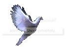 dove.bmp