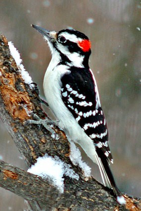 hairy_woodpecker_5.jpg