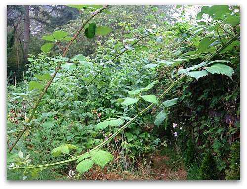 trespassing-blackberry-vines.jpg