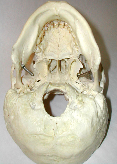 human_skull_ventral.jpg