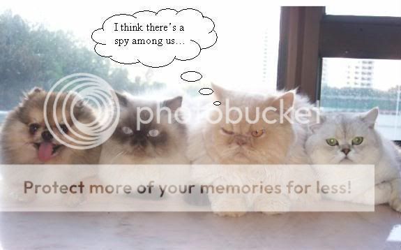 cats.jpg
