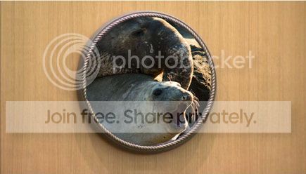 seals_02_zpsb2df634d.jpg